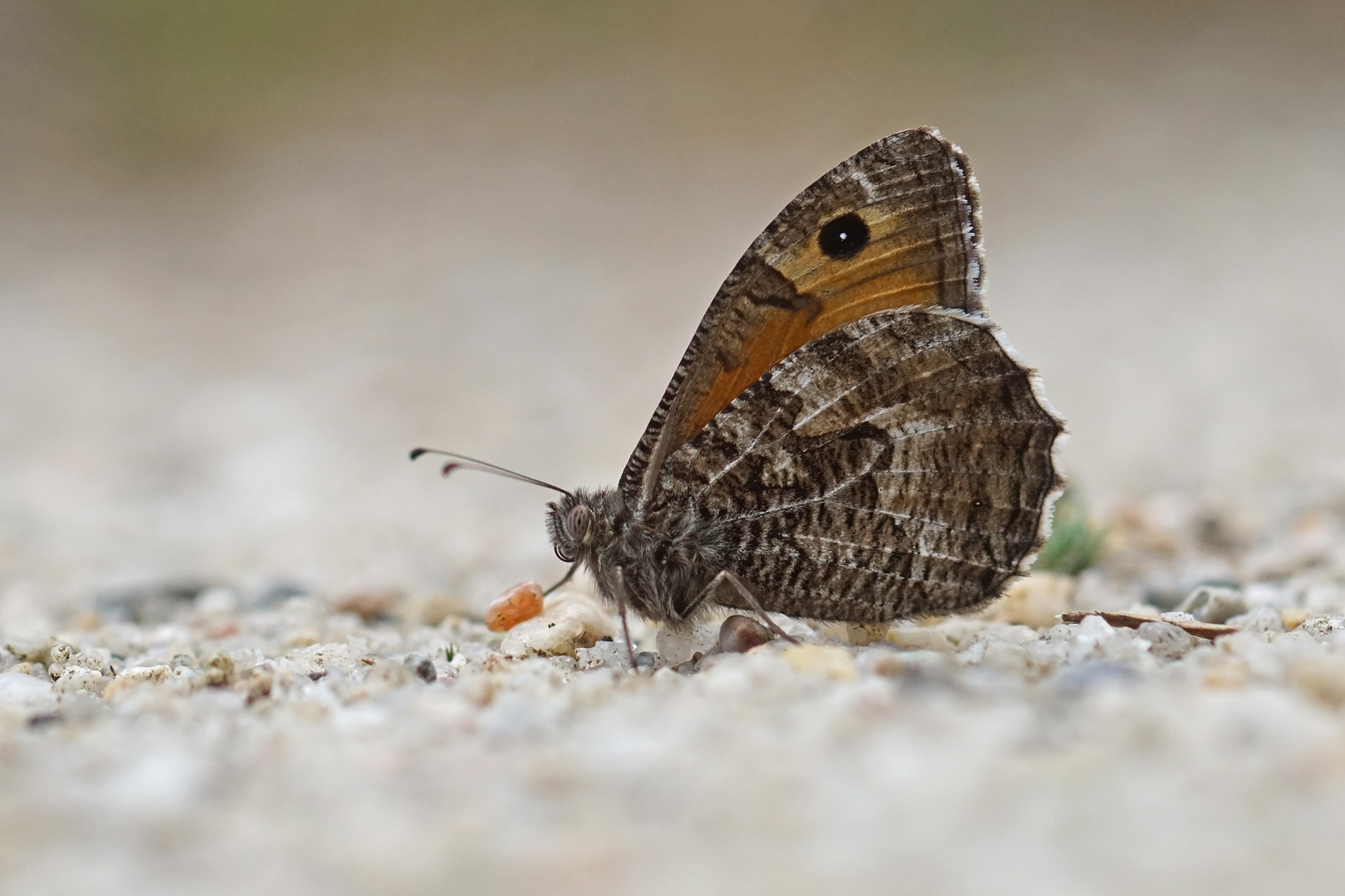 Rostbinde (Hipparchia semele)