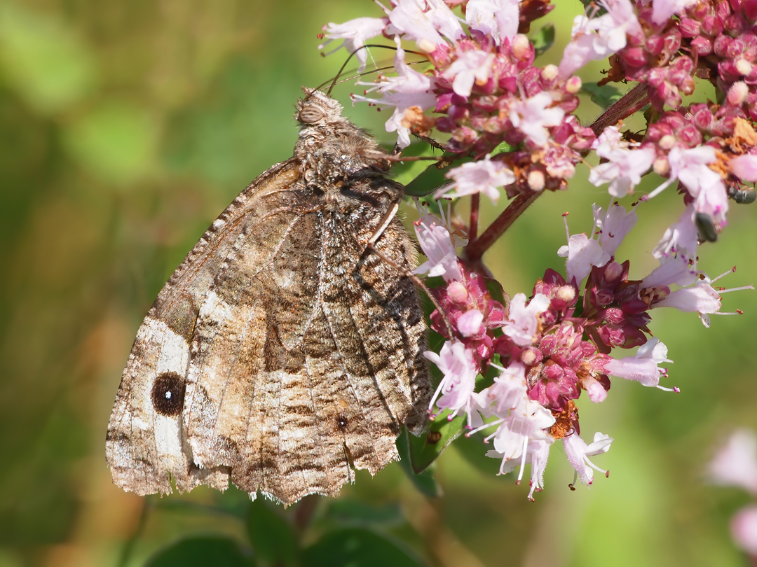 Rostbinde, Ockerbindiger Samtfalter,  (Hipparchia semele)