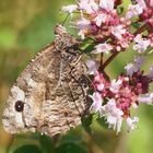 Rostbinde, Ockerbindiger Samtfalter,  (Hipparchia semele)