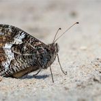 Rostbinde - Ockerbindiger Samtfalter (Hipparchia semele)