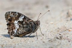 Rostbinde - Ockerbindiger Samtfalter (Hipparchia semele)