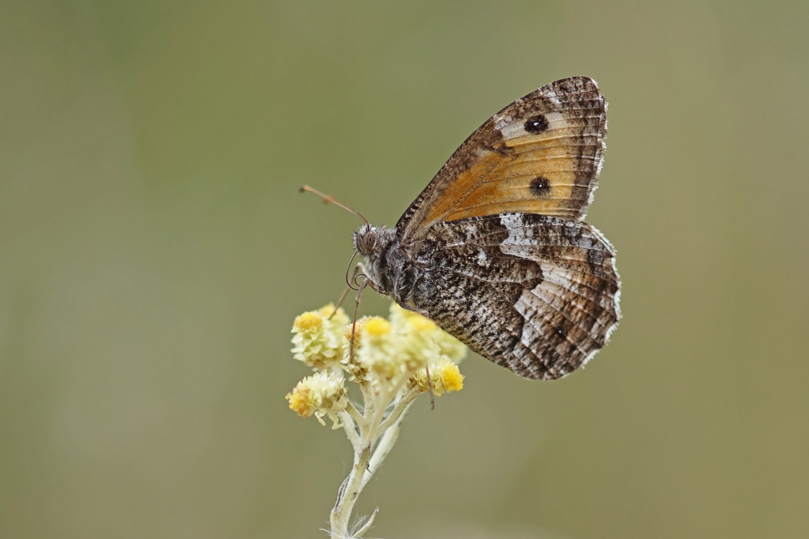 Rostbinde oder auch Ockerbindiger Samtfalter (Hipparchia semele) auf Sand-Strohblume