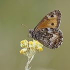 Rostbinde oder auch Ockerbindiger Samtfalter (Hipparchia semele) auf Sand-Strohblume