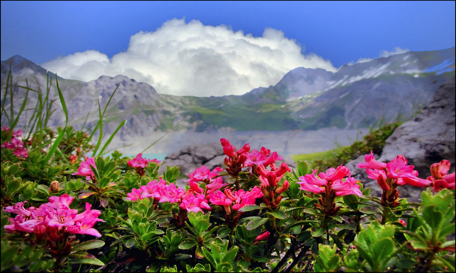 Rostblätterige Alpenrose am Lünersee