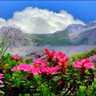 Rostblätterige Alpenrose am Lünersee
