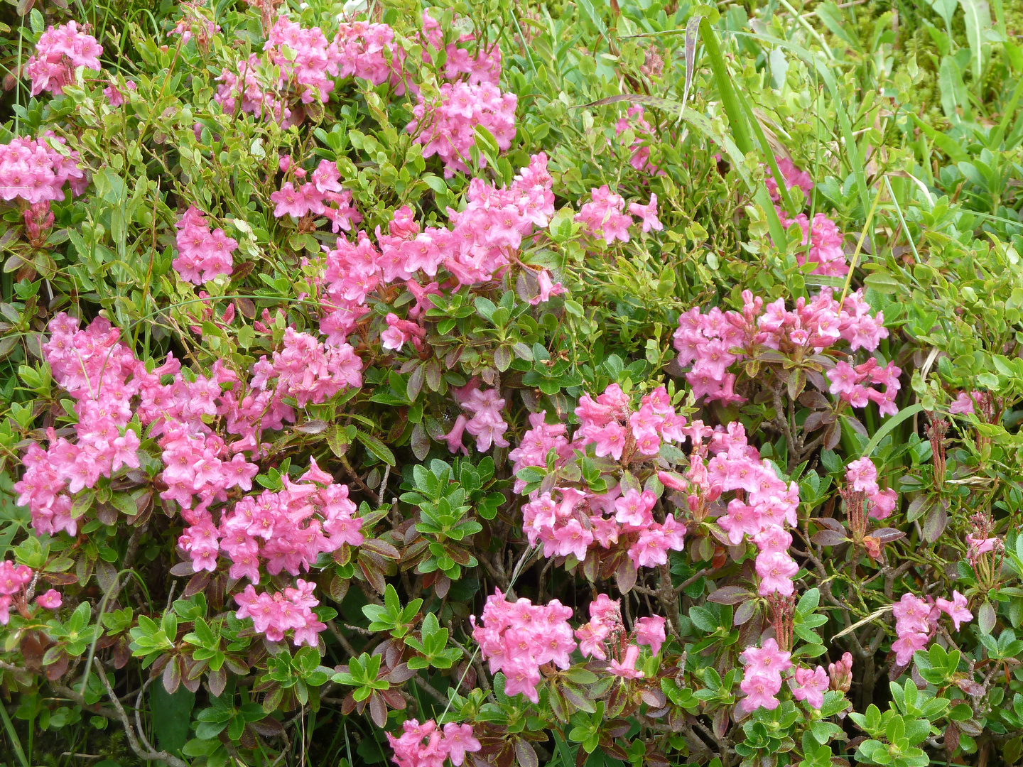 Rostblättrige Alpenrose