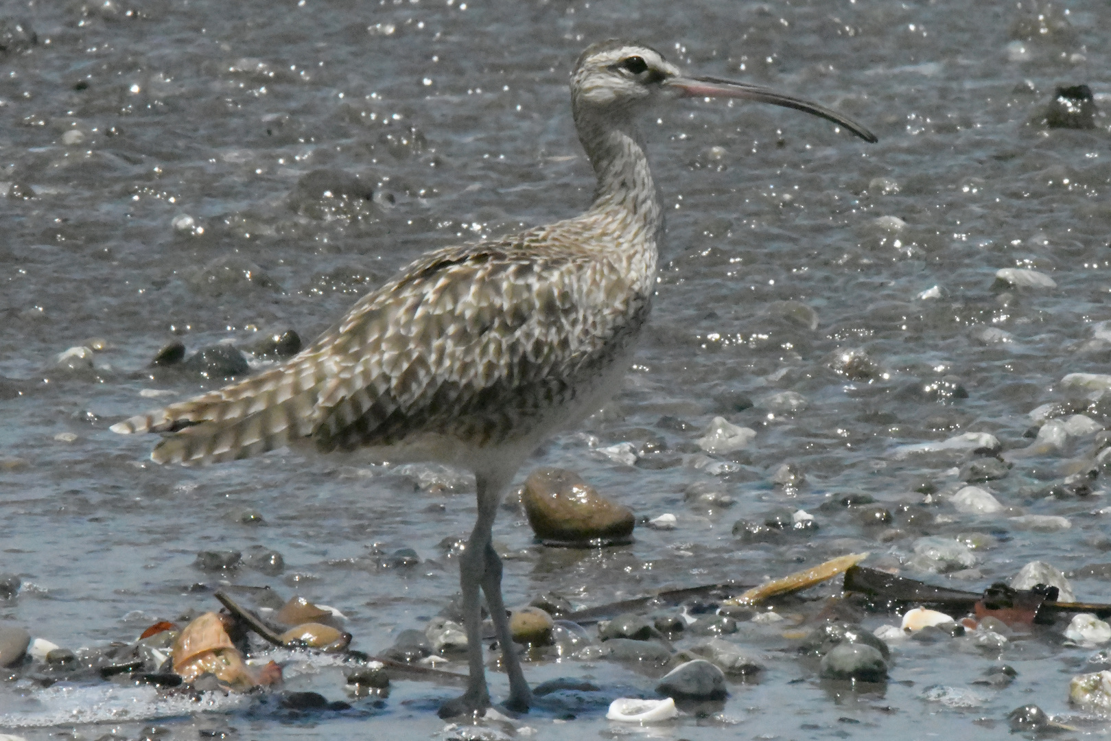 Rostbrachvogel