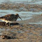 Rostbrachvogel (Numenius americanus)...