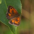 Rostbraunes Ochsenauge (Maniola tithonus), Männchen