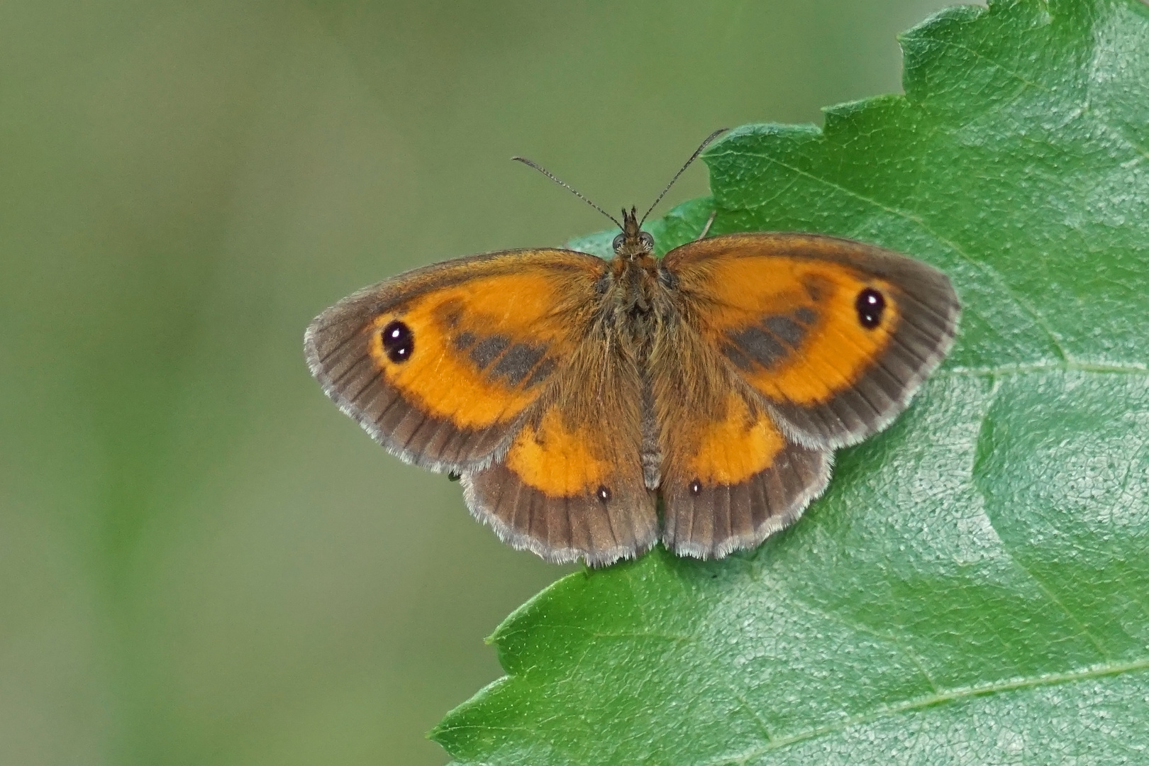 Rostbraunes Ochsenauge (Pyronia tithonus), Männchen