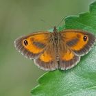 Rostbraunes Ochsenauge (Pyronia tithonus), Männchen