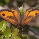 Rostbraunes oder Rotbraunes Ochsenauge (Pyronia tithonus) bei Eguilles Südfankreich 19.5.13 