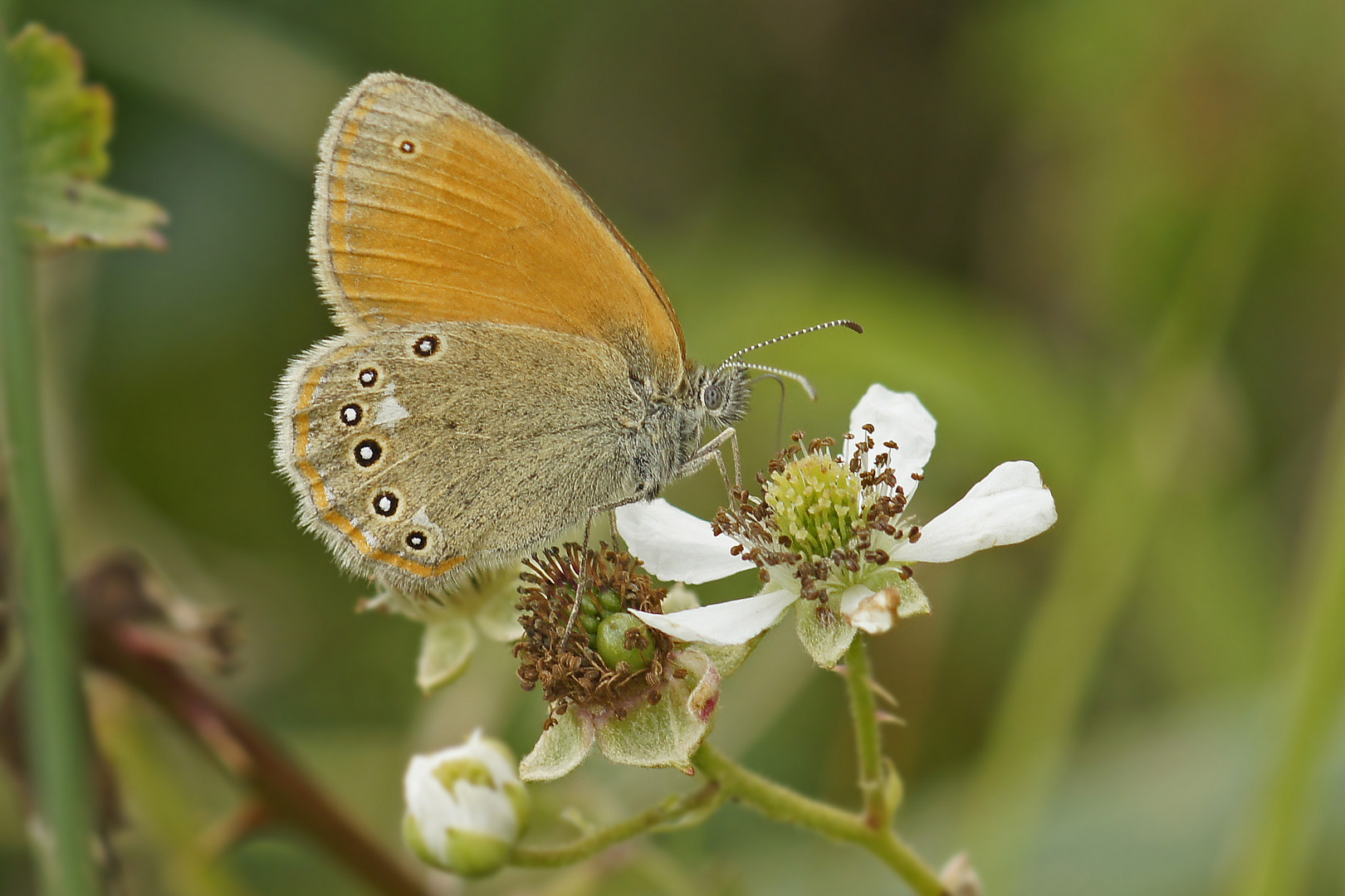 Rostbraunes Wiesenvögelchen (Coenonympha glycerion)