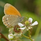 Rostbraunes Wiesenvögelchen (Coenonympha glycerion)