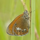 Rostbraunes Wiesenvögelchen (Coenonympha glycerion)