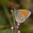 Rostbraunes Wiesenvögelchen (Coenonympha glycerion)