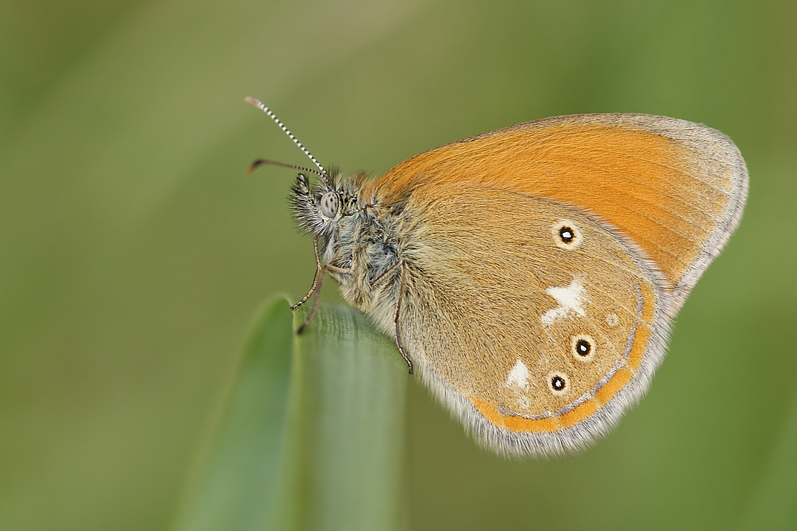 Rostbraunes Wiesenvögelchen (Coenonympha glycerion), Weibchen