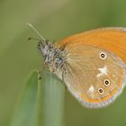 Rostbraunes Wiesenvögelchen (Coenonympha glycerion), Weibchen