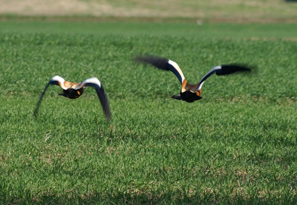 Rostenten im Wegflug