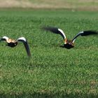 Rostenten im Wegflug