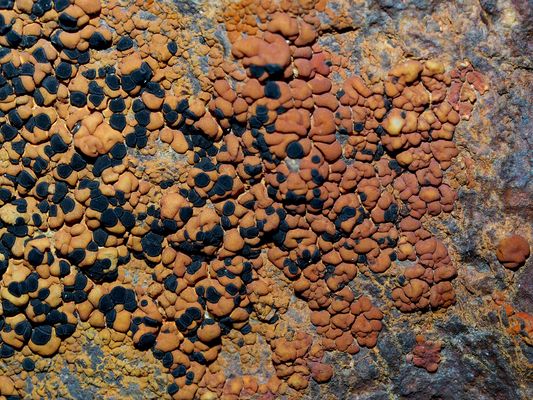 Rostfarbene Schwarznapfflechte (Lecidea silacea) 