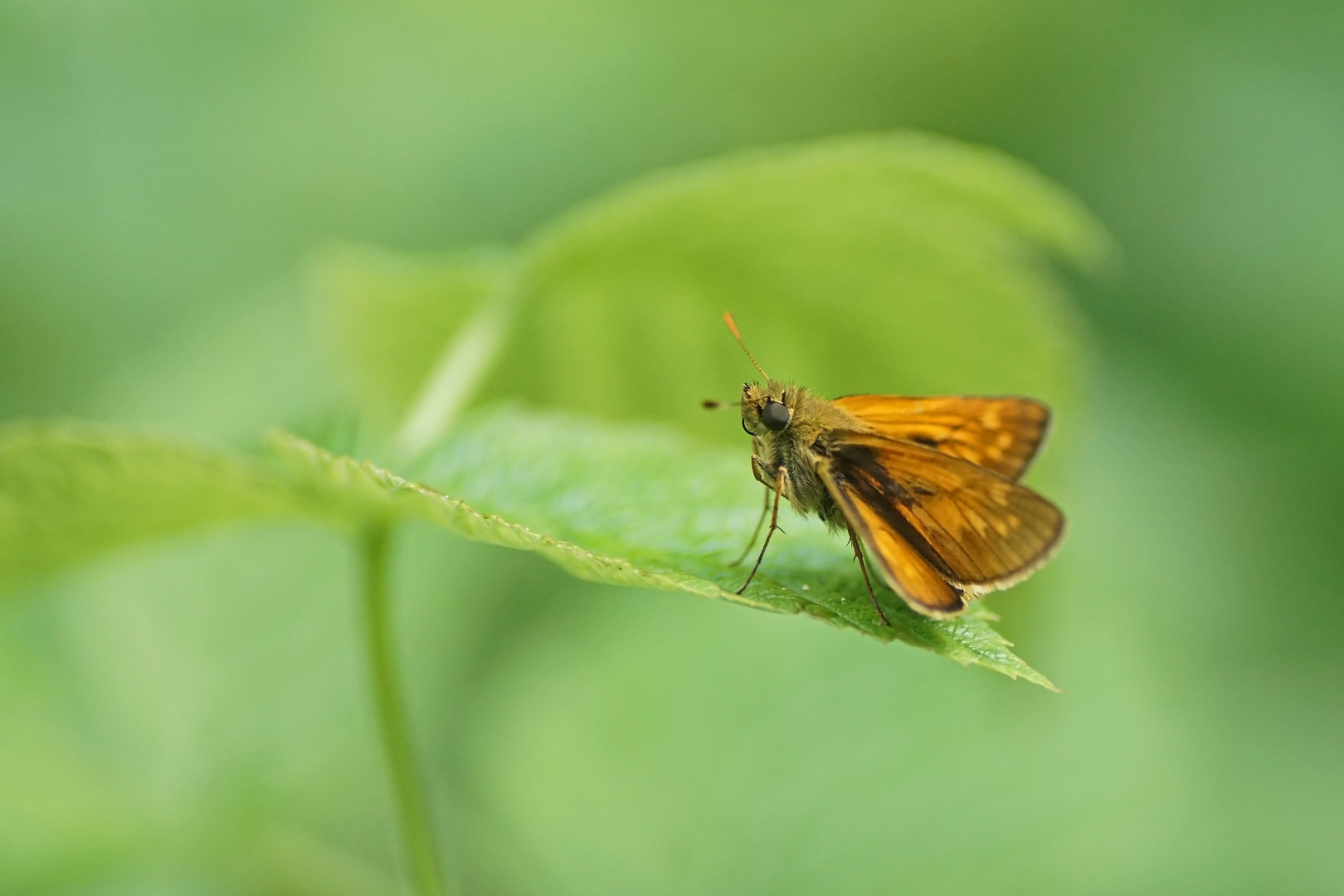 Rostfarbener Dickkopffalter (Ochlodes sylvanus)