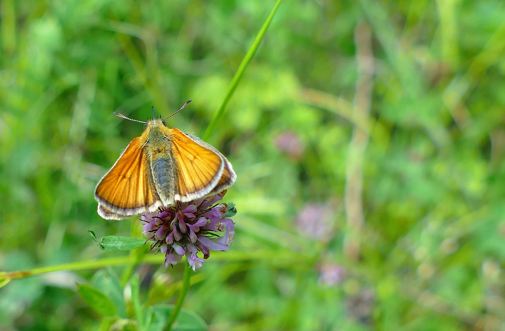 rostfarbener Dickkopffalter (Ochlodes sylvanus)