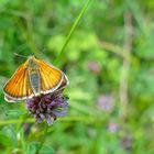 rostfarbener Dickkopffalter (Ochlodes sylvanus)