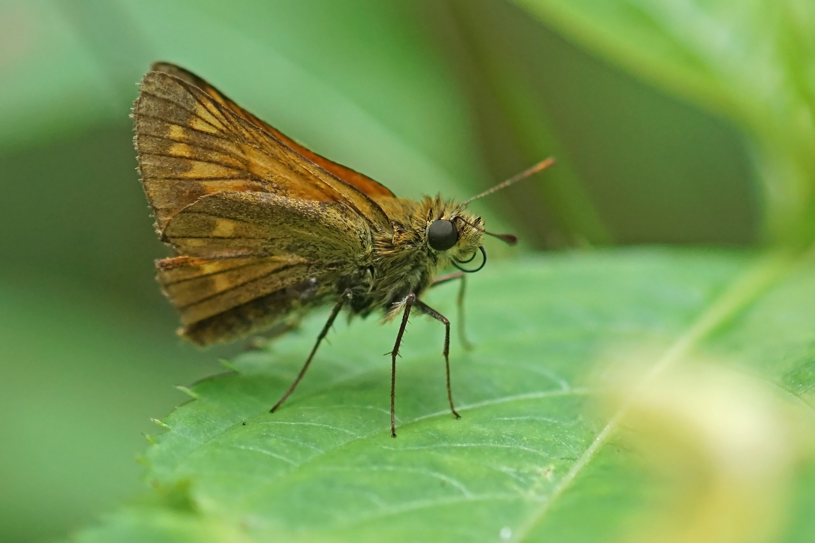 Rostfarbener Dickkopffalter (Ochlodes sylvanus), Weibchen