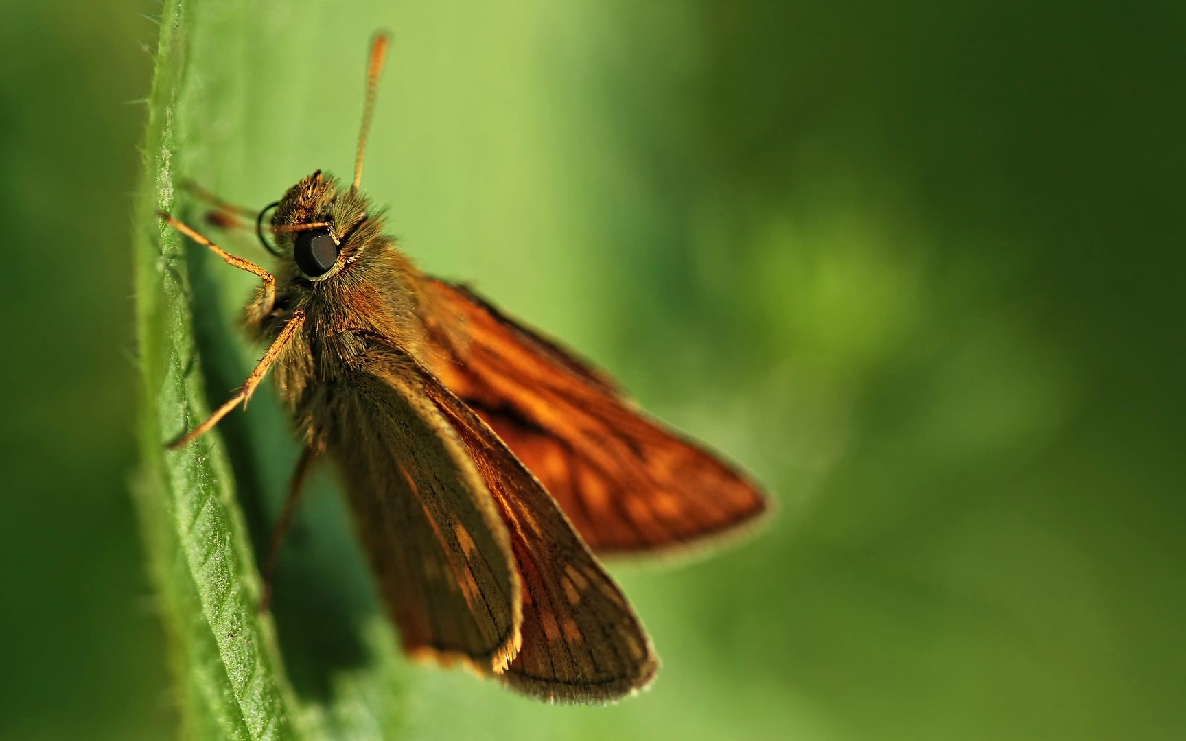 Rostfarbener Dickkopffalter (Ochlodes venatus)