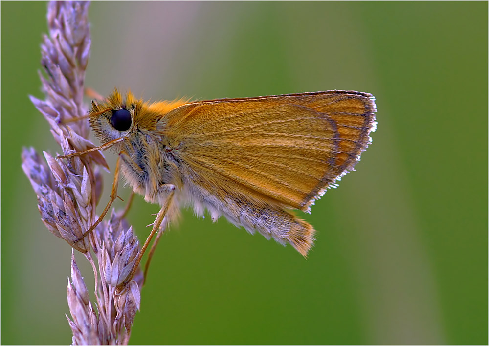 Rostfarbener Dickkopffalter - Ochlodes venatus