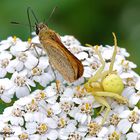 Rostfarbener Dickkopffalter und gelbe Krabbenspinne