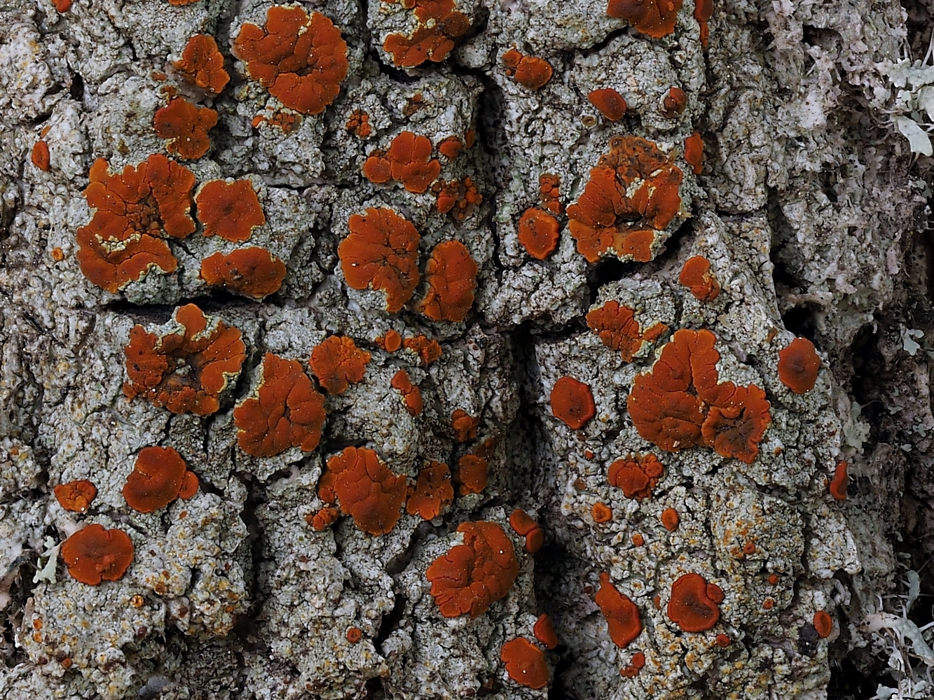 Rostfarbener Schönfleck [Blastenia ferruginea; Syn.: Caloplaca ferruginea]