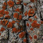 Rostfarbener Schönfleck [Blastenia ferruginea; Syn.: Caloplaca ferruginea]