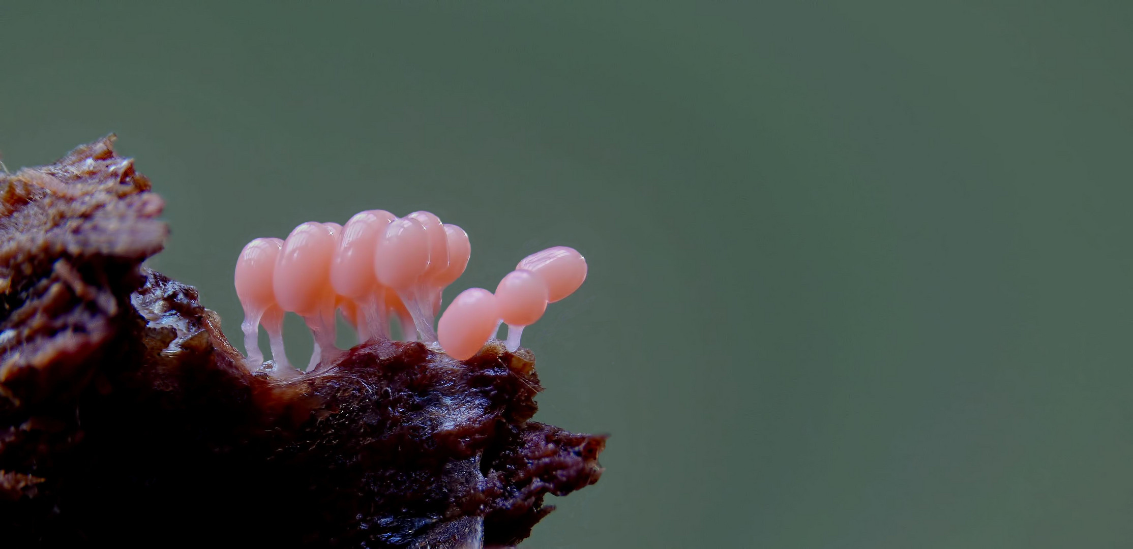 Rostfarbener Stielschleimpilz ...ARCYRIA FERRUGINEA ?                      