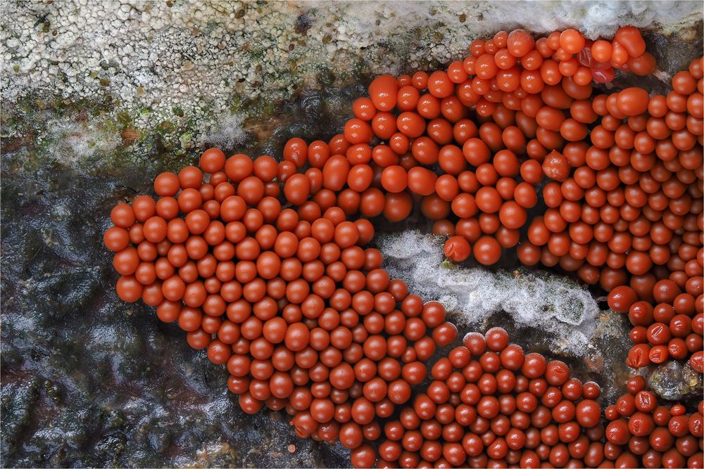 Rostfarbener Stielschleimpilz (ARCYRIA FERRUGINEA)