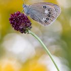 Rostfarbenes Wiesenvögelchen