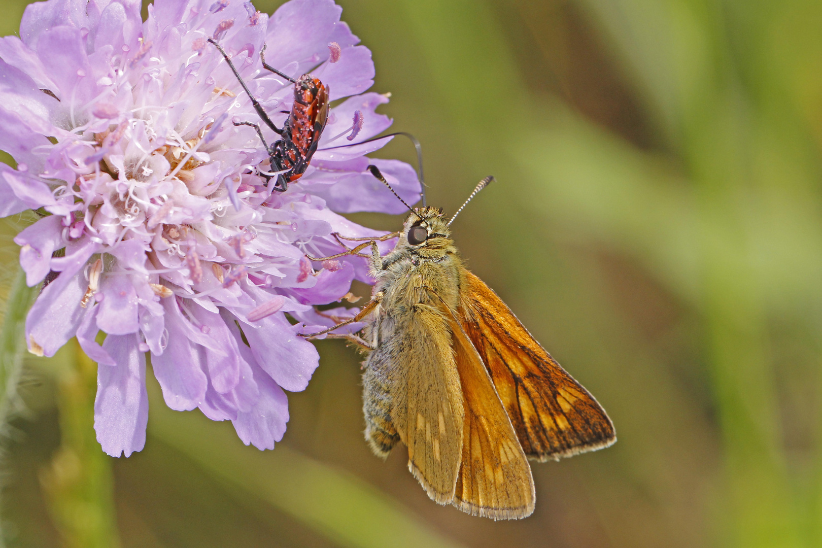 Rostfarbige Dickkopffalter (Ochlodes sylvanus)