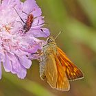 Rostfarbige Dickkopffalter (Ochlodes sylvanus)