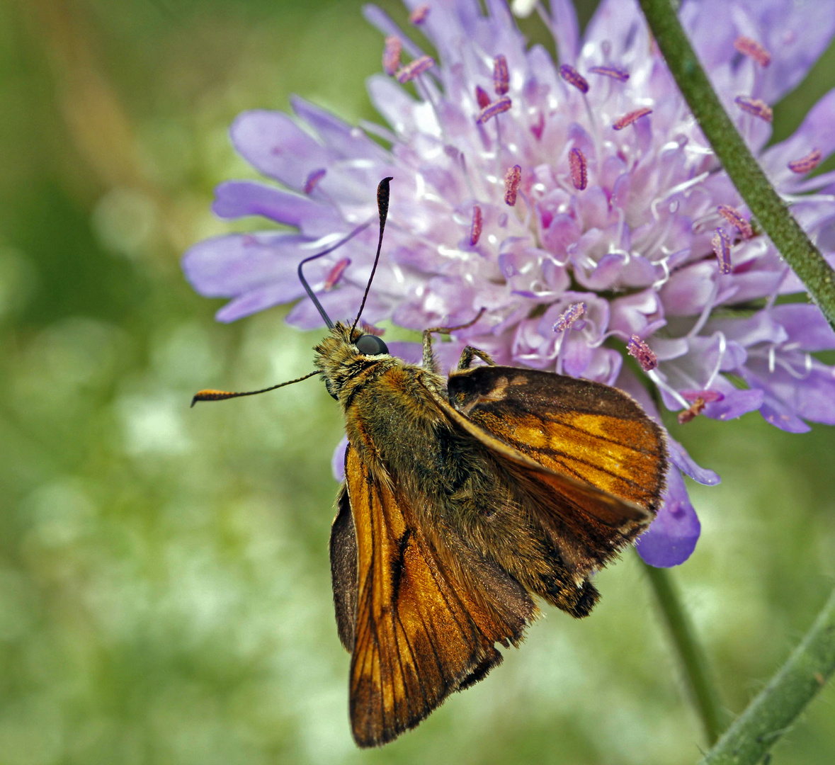 Rostfarbige Dickkopffalter (Ochlodes sylvanus) (2)