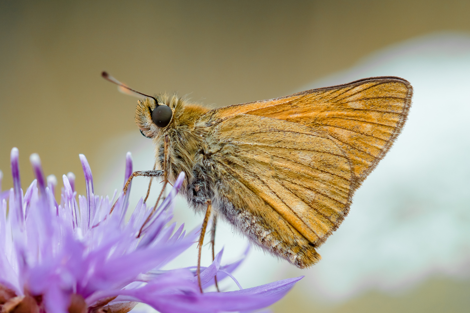 Rostfarbige Dickkopffalter (Ochlodes sylvanus)