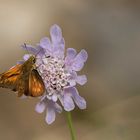 Rostfarbige Dickkopffalter (Ochlodes sylvanus, Syn. Augiades sylvanus)