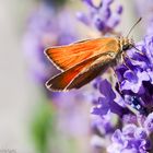 Rostfarbiger Dickkopffalter am Lavendel 20190704 