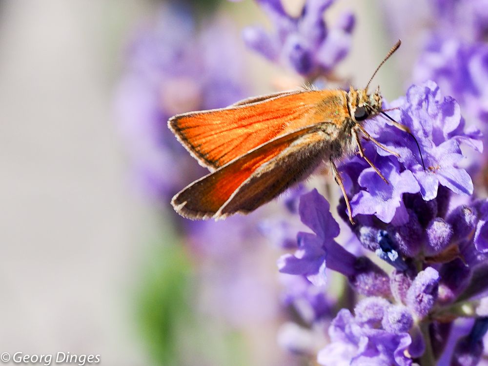 Rostfarbiger Dickkopffalter am Lavendel 20190704 