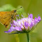 Rostfarbiger Dickkopffalter an Wiesen-Witwenblume