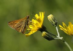 Rostfarbiger Dickkopffalter II