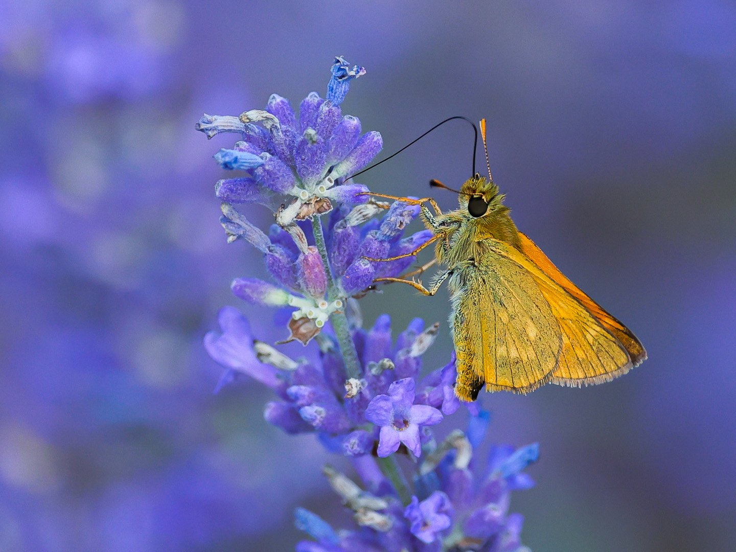 Rostfarbiger Dickkopffalter (Ochlodes sylvanus)