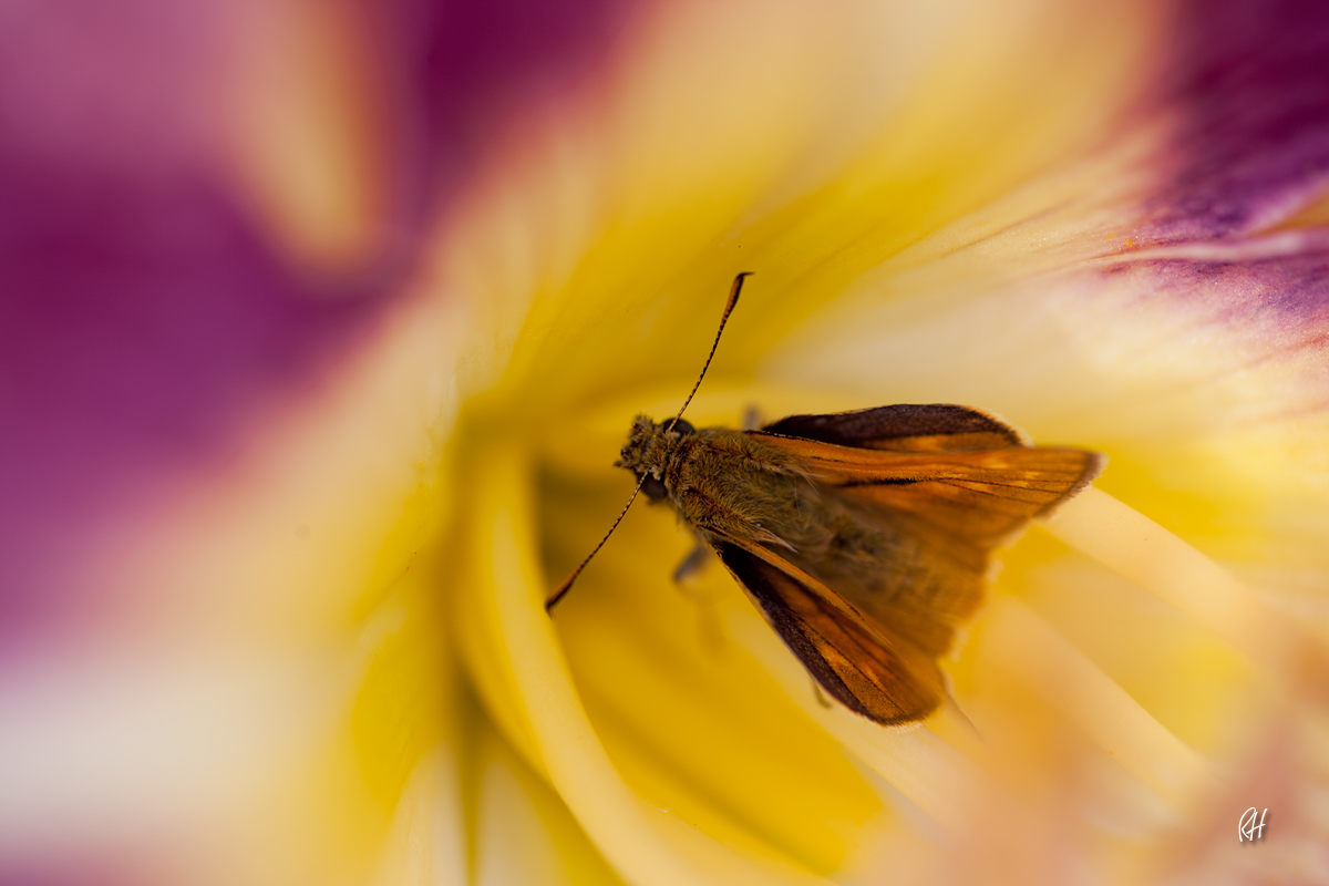 Rostfarbiger Dickkopffalter (Ochlodes sylvanus)