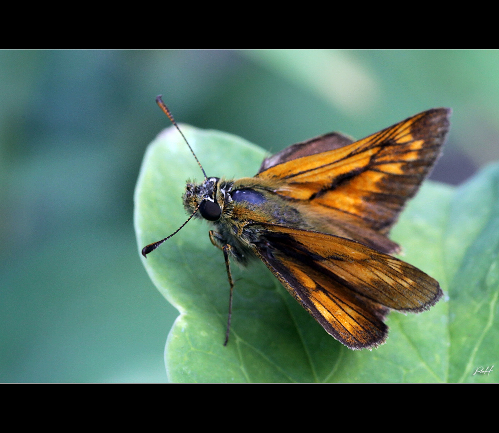 Rostfarbiger Dickkopffalter (Ochlodes sylvanus)