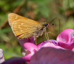 Rostfarbiger Dickkopffalter (Ochlodes sylvanus)